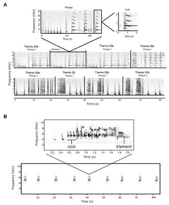 Cultural Transmission, Evolution, and Revolution in Vocal Displays: Insights From Bird and Whale Song